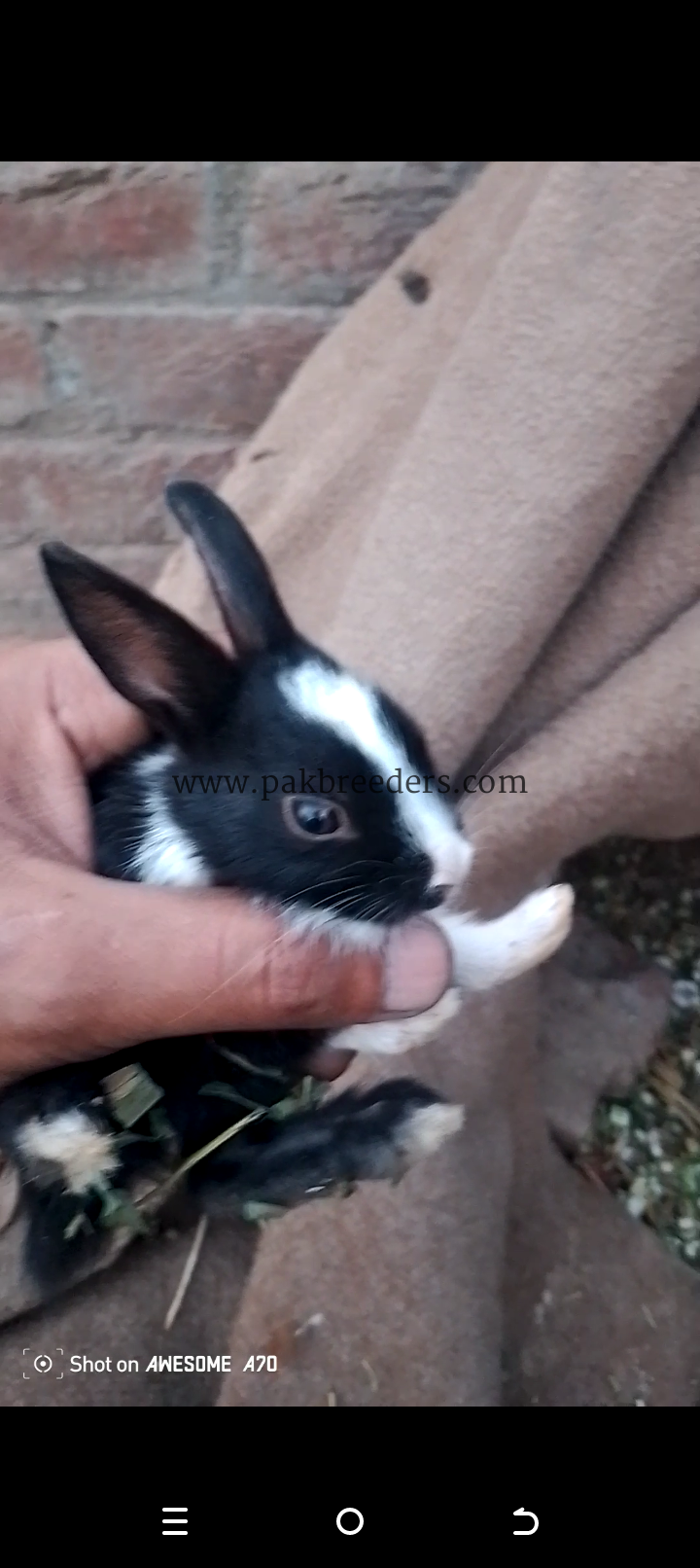 Black white rabbit babies two twins baby