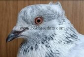 Pigion for Urgent Sale