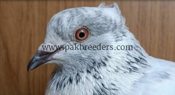 Pigion for Urgent Sale