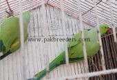 Pair Katha Green Ringneck