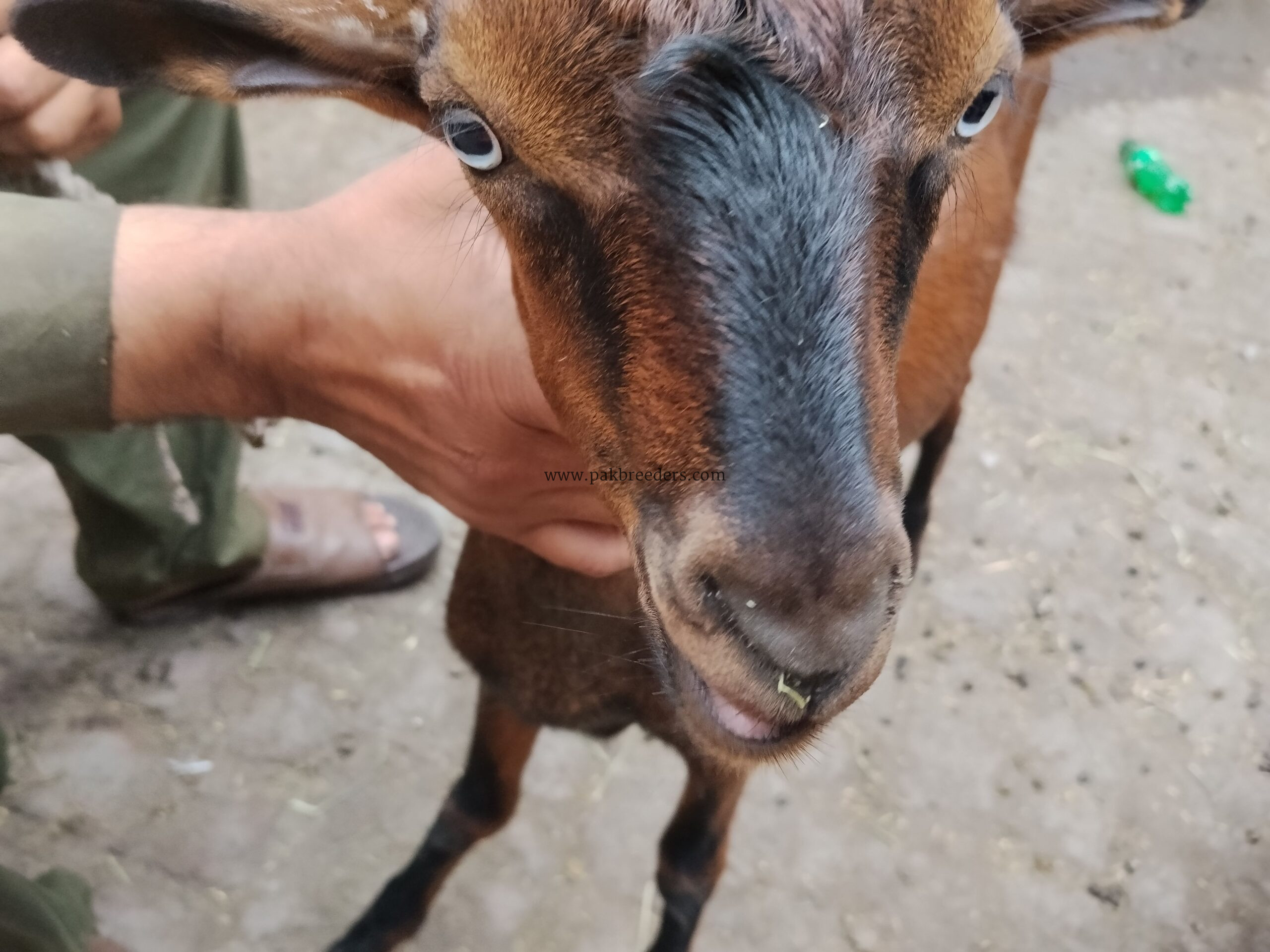 Russian tada bakra..