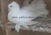 Elite class English fantail