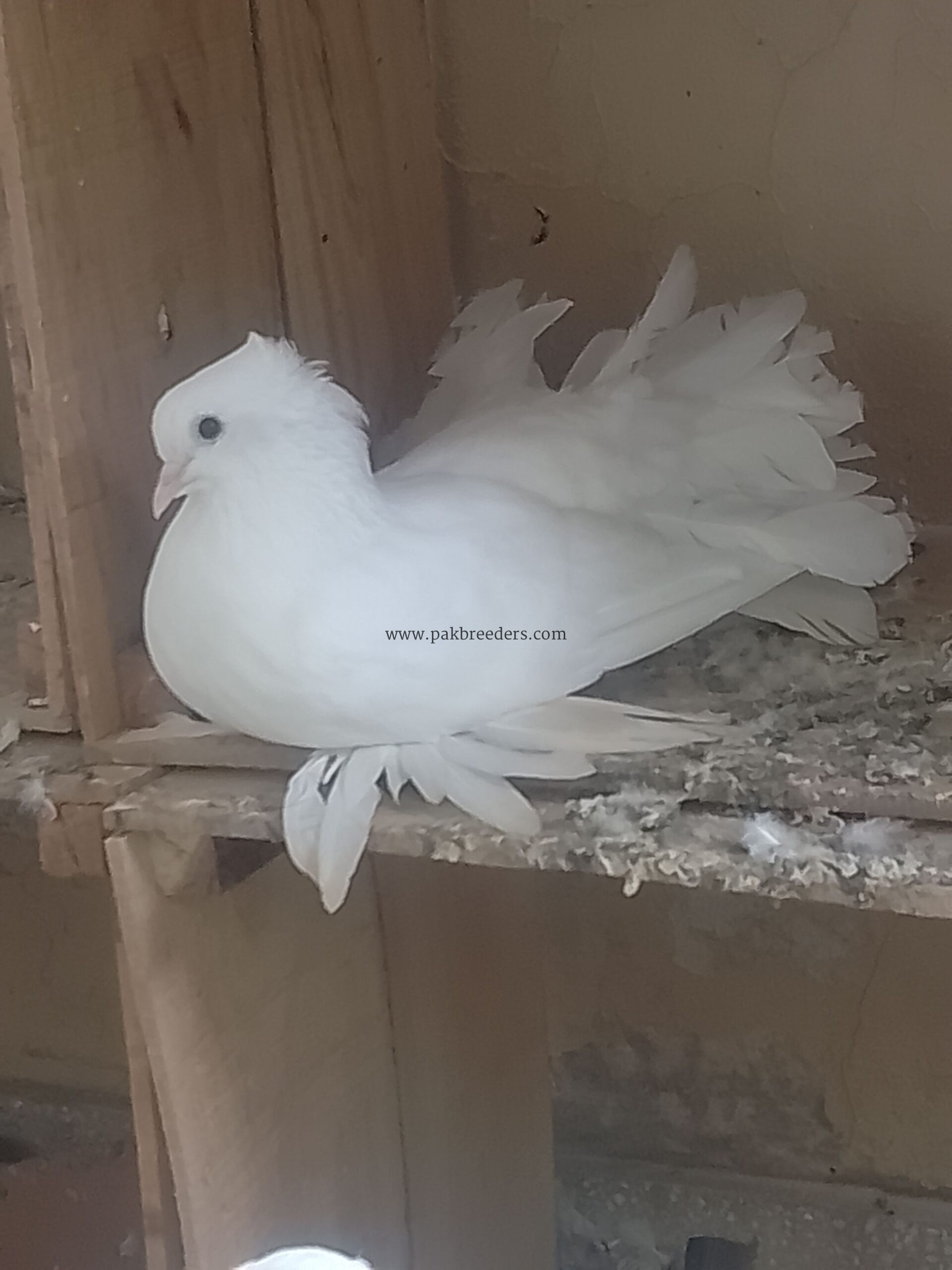 Elite class English fantail