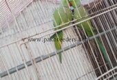 Pair Katha Green Ringneck