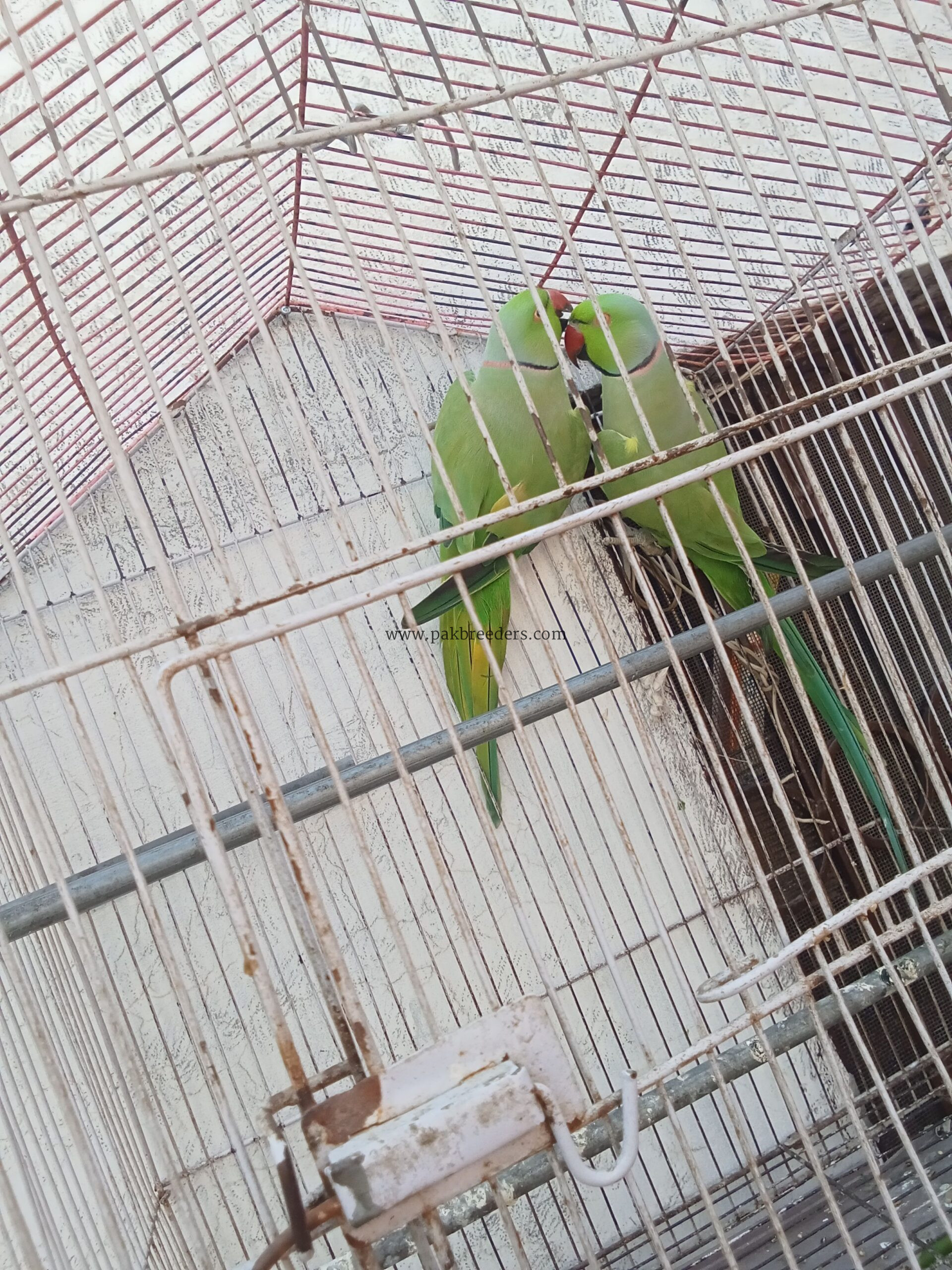 Pair Katha Green Ringneck