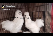 Silki pair for sale and eggs