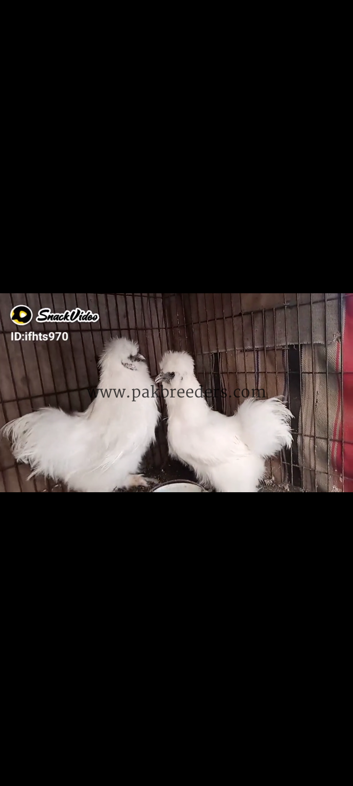 Silki pair for sale and eggs