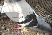 Silver Danish achi quality ma
