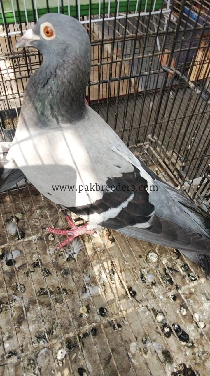 Silver Danish achi quality ma