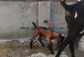 Goat for urgent sale 2 bacho ke sath 03224720701