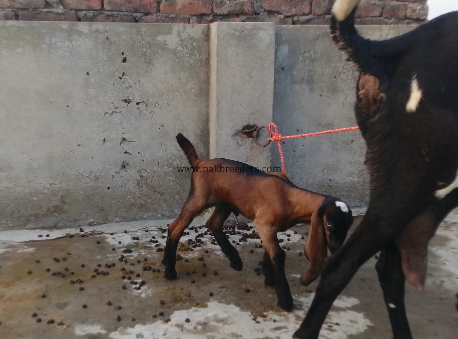 Goat for urgent sale 2 bacho ke sath 03224720701