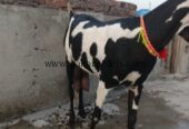Goat for urgent sale 2 bacho ke sath 03224720701