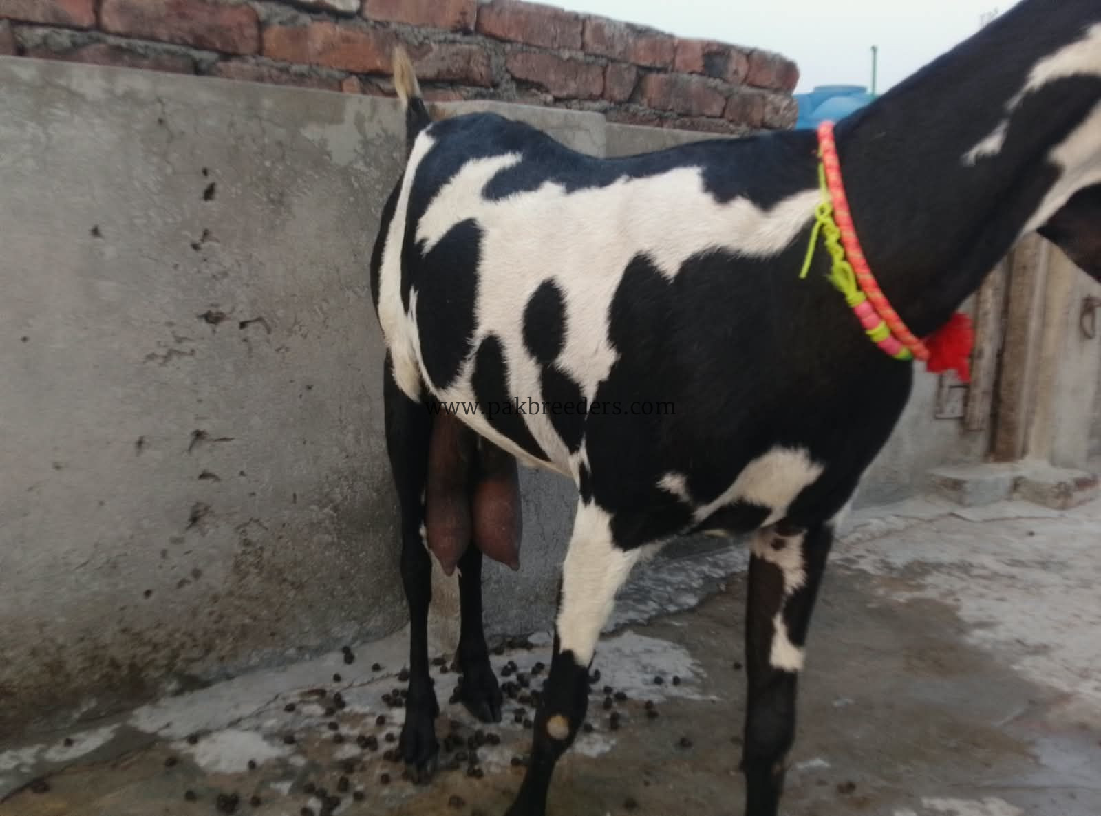 Goat for urgent sale 2 bacho ke sath 03224720701