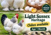 Light Sussex Haritage & Silky White