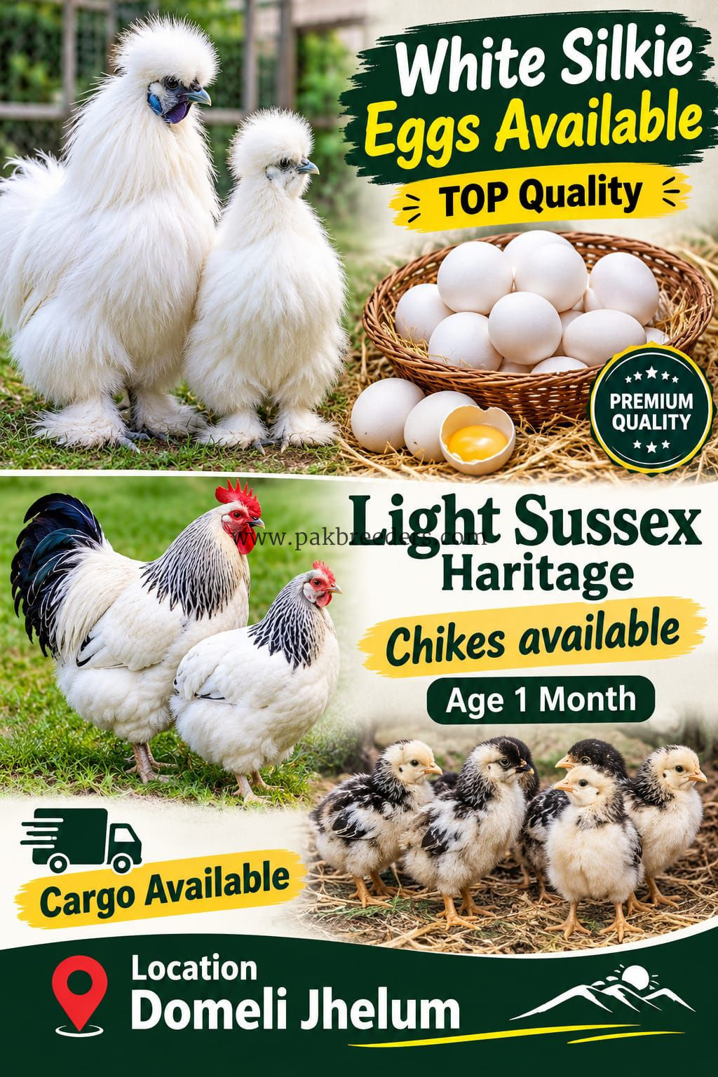 Light Sussex Haritage & Silky White