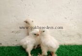 Fancy hens chicks for sale