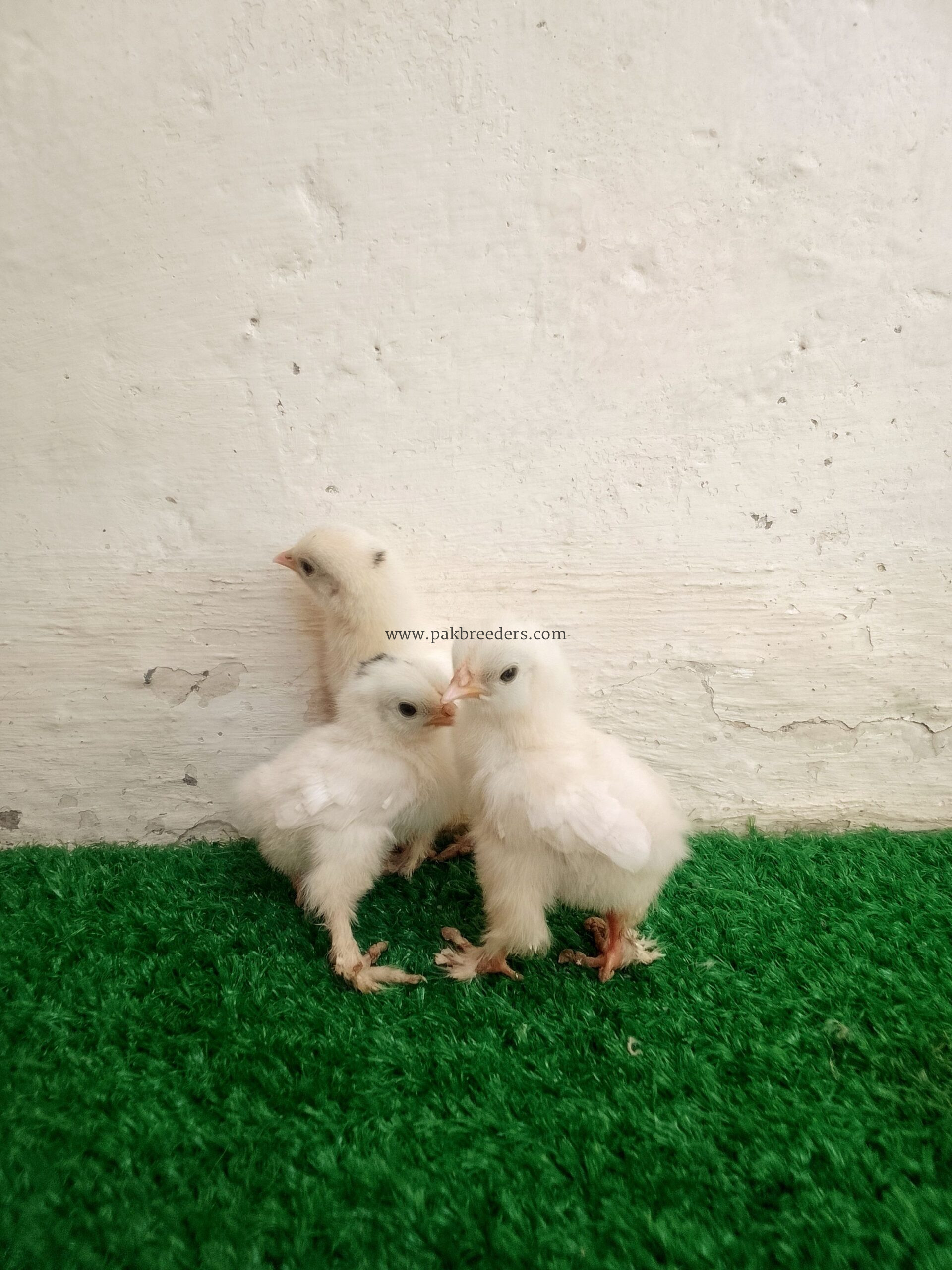 Fancy hens chicks for sale