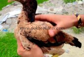 Aseel Jora for sale