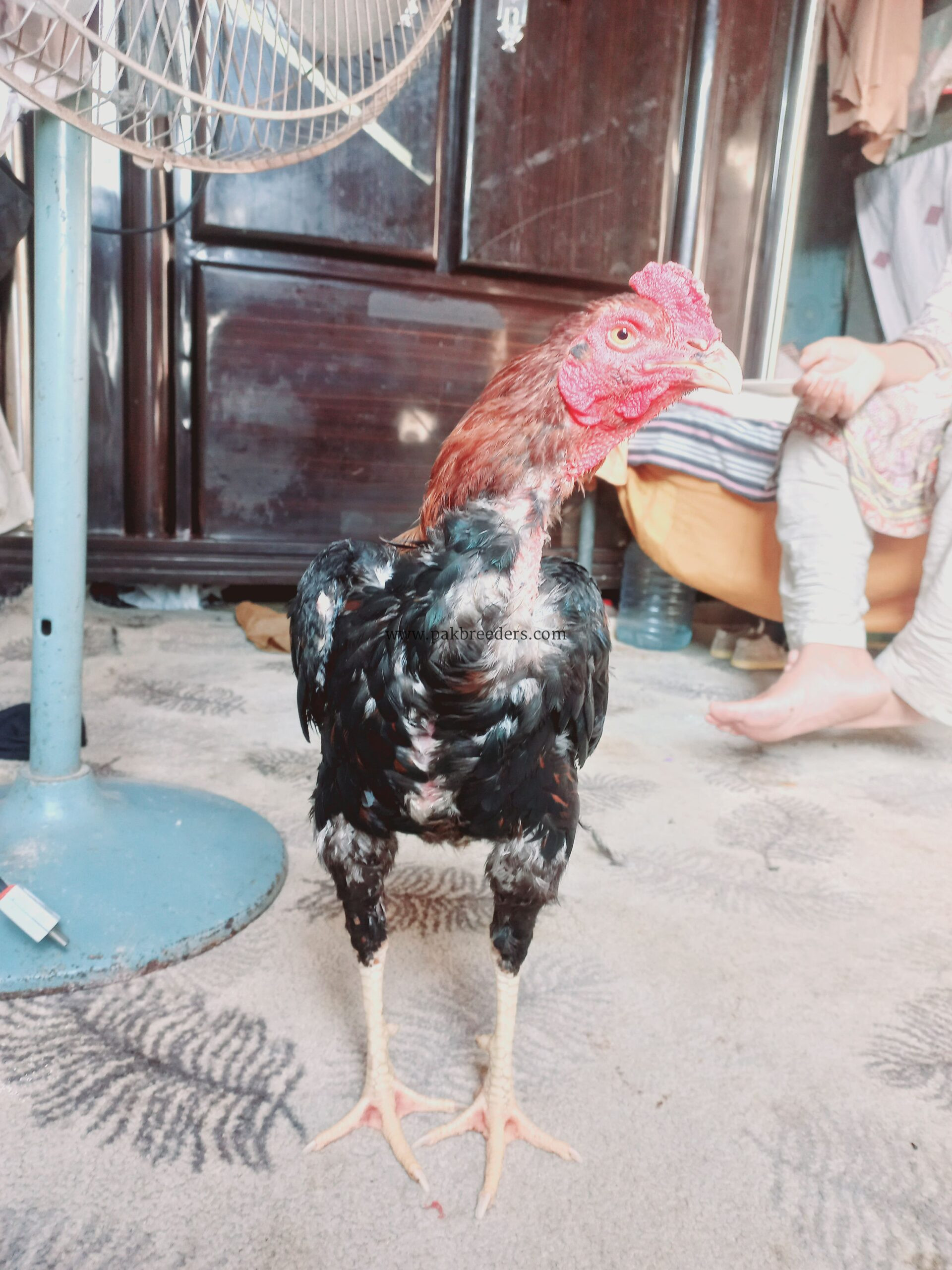 Beautiful Mianwali Aseel Murga for Sale