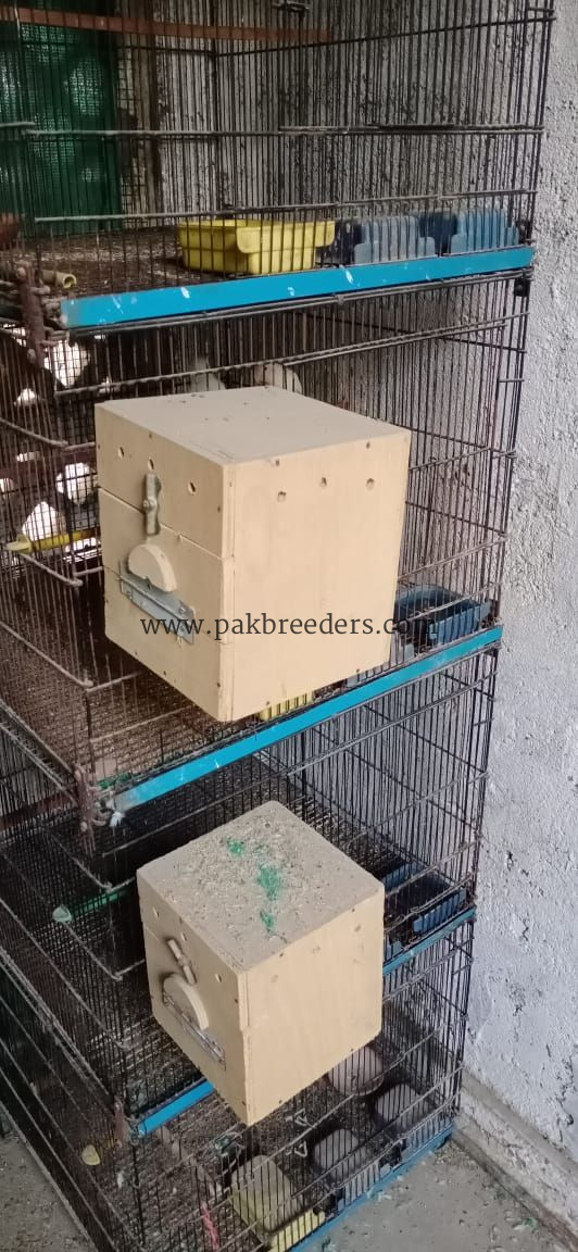 Two breader pair albino black & red eye