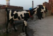 Goat for urgent sale 2 bacho ke sath 03224720701