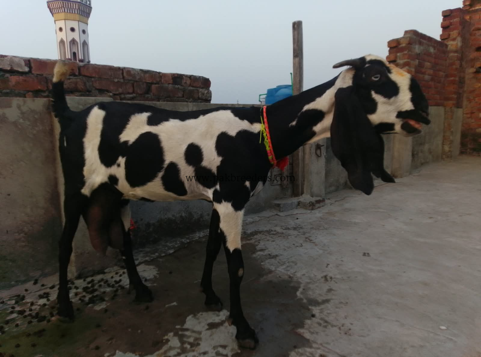 Goat for urgent sale 2 bacho ke sath 03224720701