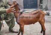 Russian tada bakra..