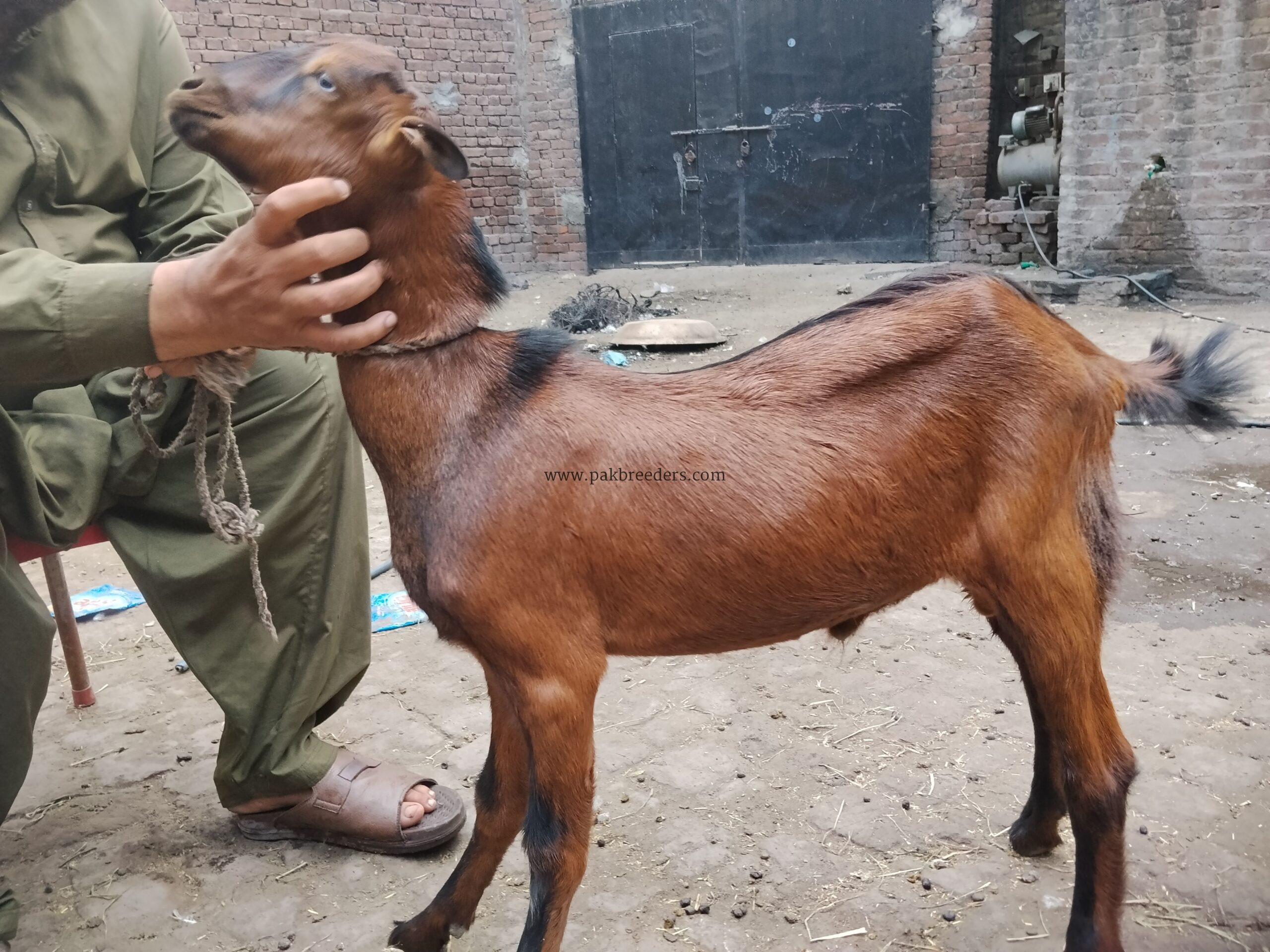 Russian tada bakra..