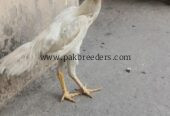 White German oshamoo permooz pathy