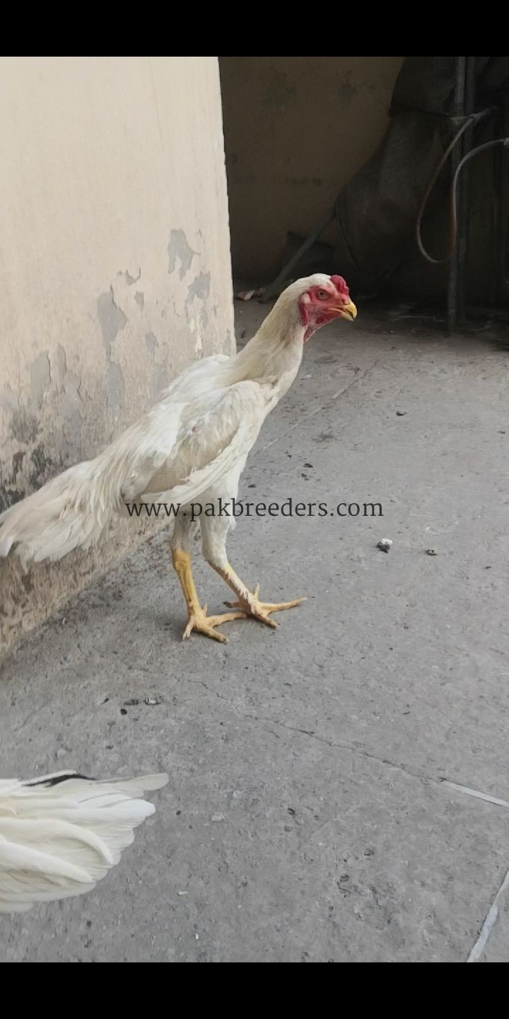 White German oshamoo permooz pathy