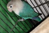 Love birds for sale . Urgent sale