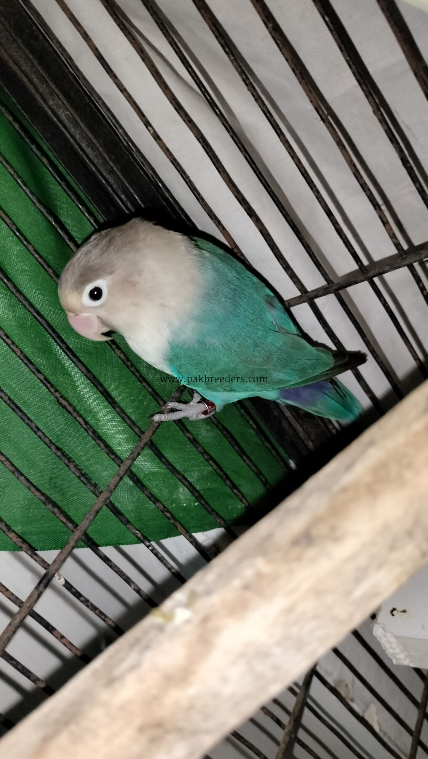 Love birds for sale . Urgent sale