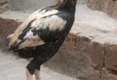 Aseel Murghi For Sale in Lahore 🐔