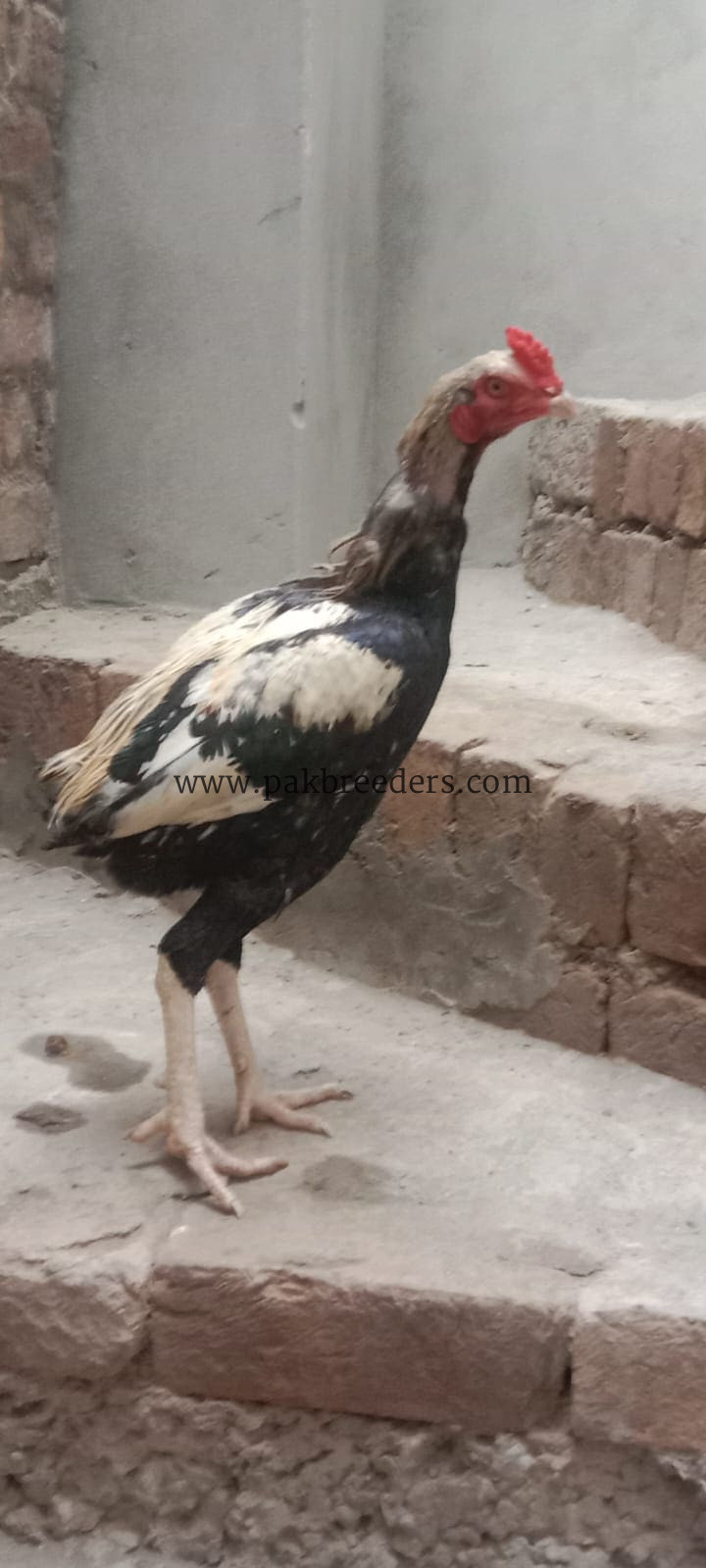 Aseel Murghi For Sale in Lahore 🐔
