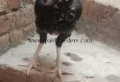 Aseel Murghi For Sale in Lahore 🐔