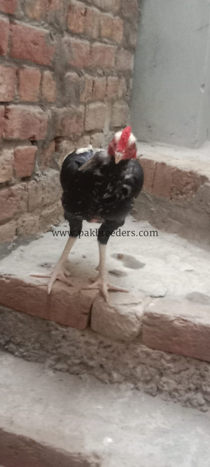 Aseel Murghi For Sale in Lahore 🐔