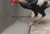 Aseel Murghi For Sale in Lahore 🐔