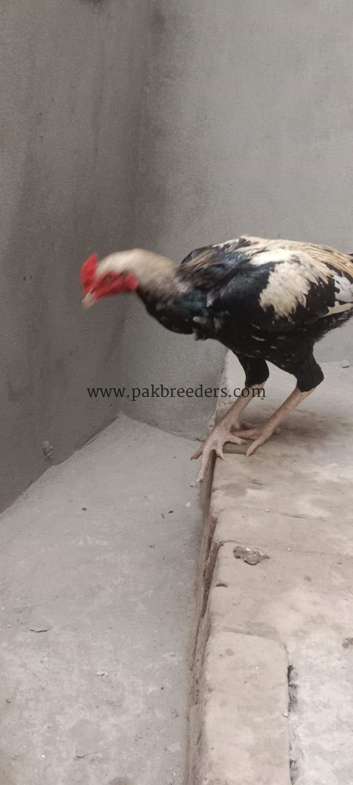 Aseel Murghi For Sale in Lahore 🐔