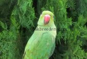Ringneck Parrot, Female.