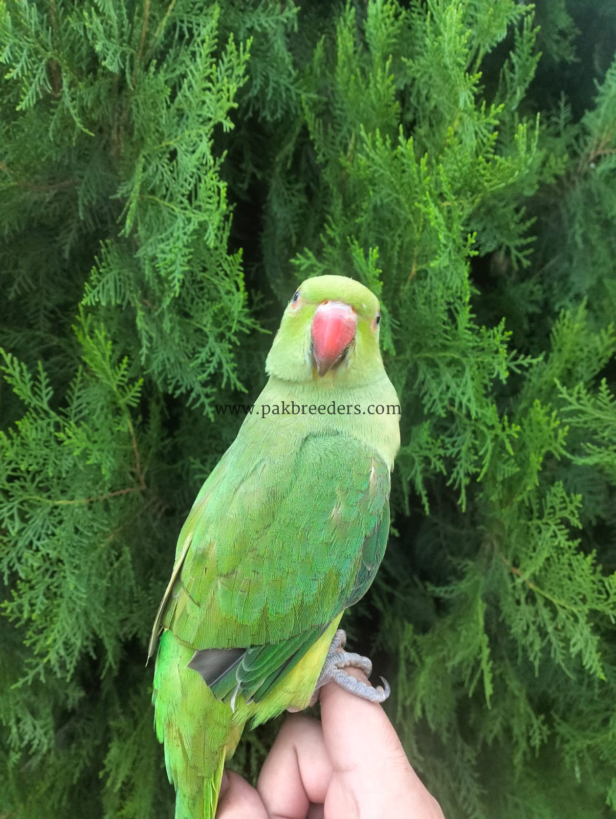 Ringneck Parrot, Female.