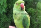 Ringneck Parrot, Female.