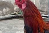 Aseel sindhi murga 7 months old