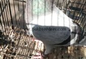Silver Danish achi quality ma