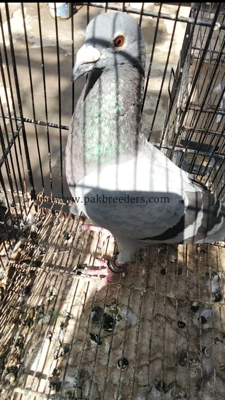 Silver Danish achi quality ma