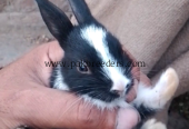 Rabbit babies location shahdara Lahore