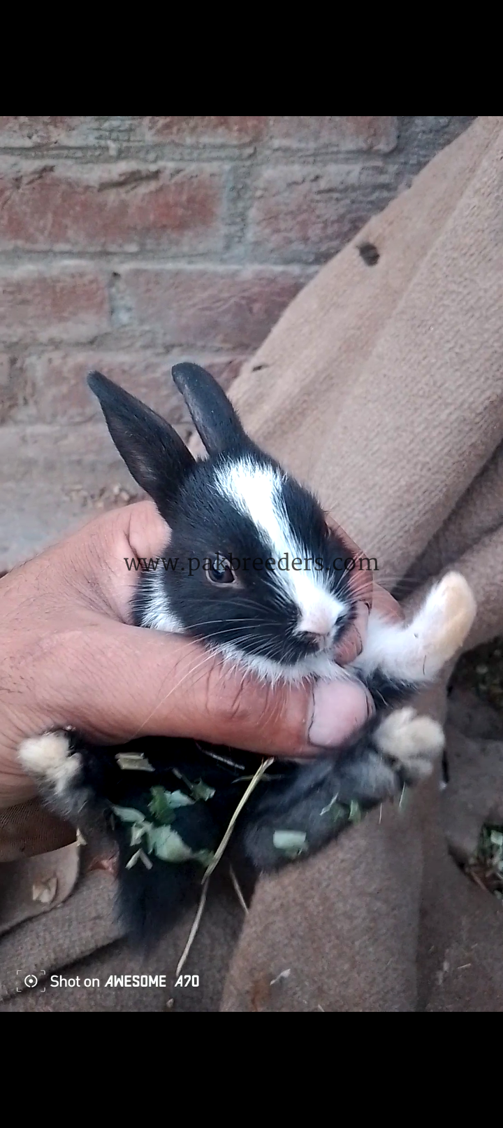 Rabbit babies location shahdara Lahore