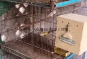 Two breader pair albino black & red eye