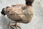 Aseel hen almost 7 months old active