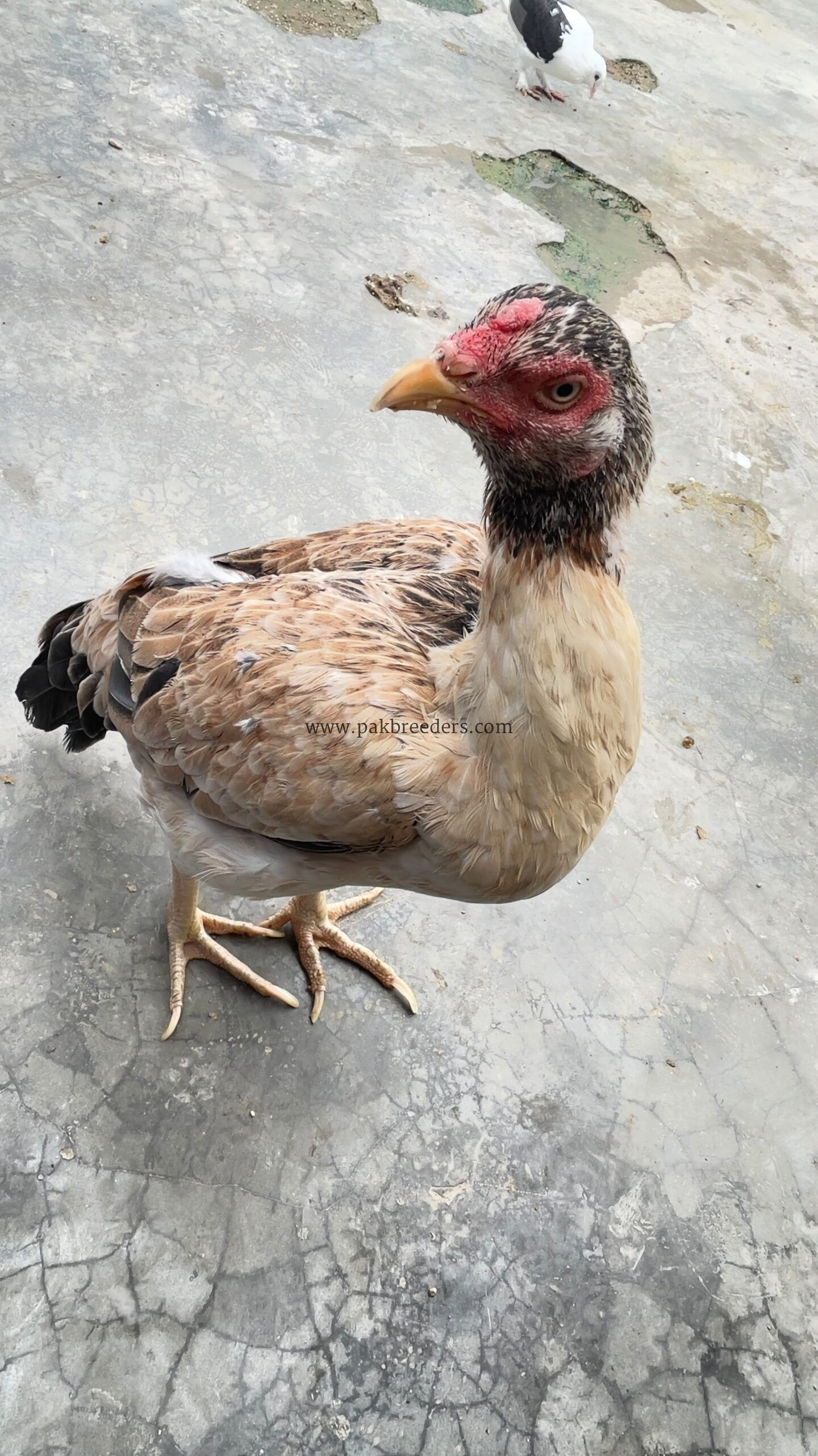 Aseel hen almost 7 months old active
