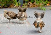 Peacock mor chicks available hai k bachy